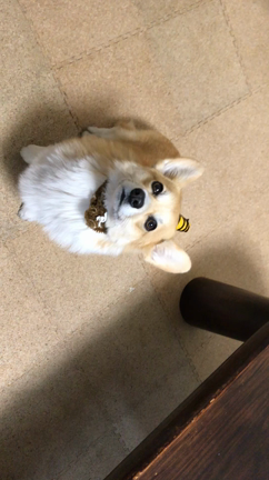 福は〜ウチ♫の記事動画