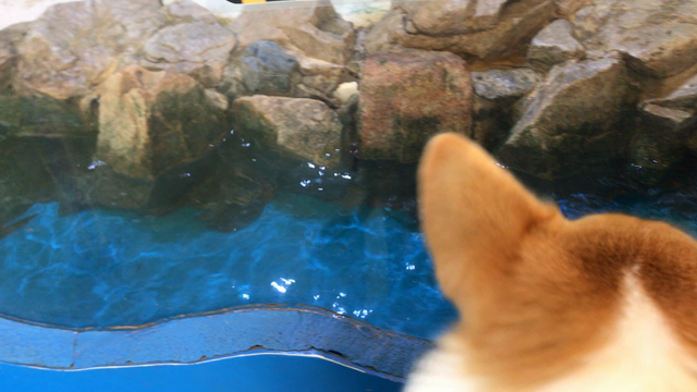 りっくんと、屋島観光♫の記事動画