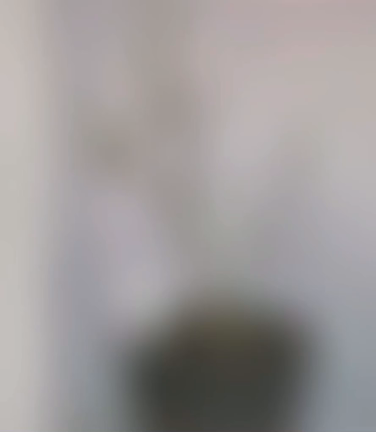 アゲハ蝶の記事動画