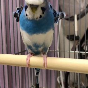 羽衣セキセイインコを飼い始めるの画像