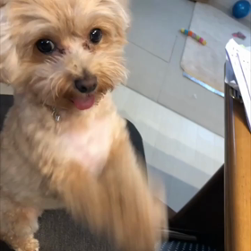 愛犬マルプーのメリーちゃんの画像
