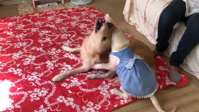寒くなったので　ぬくぬく仕様にね～の記事動画