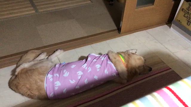 ２０２５年　わんこ達の特別な日の記事動画