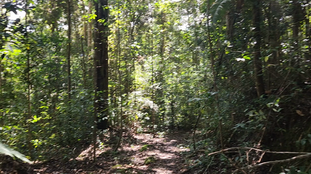 2023年ボルネオ自生地探索　7日目：トラスマディ山系列 Gunung Sinsingの登山の記事動画