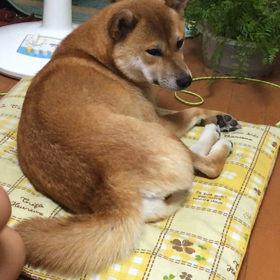 ヒロシです… いや もなかです…の画像