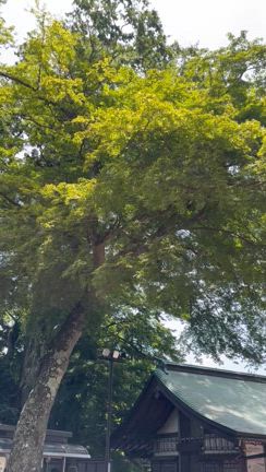 2025年の変化が本格始動！夏至〜7月5日をどう乗り越える？の記事動画