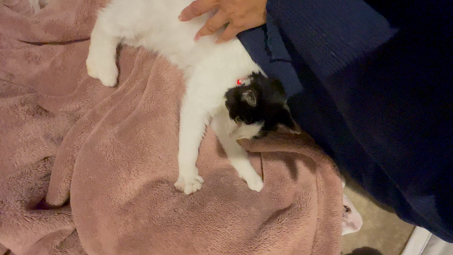 猫を保護しました！の記事動画