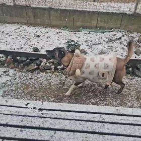 雪カラの画像