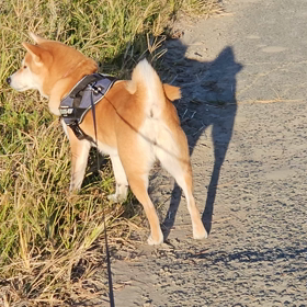 もなか&ちくわの画像