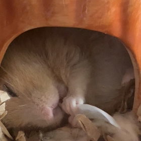 もしもてんちゃんの飼い主ならば…!!の画像