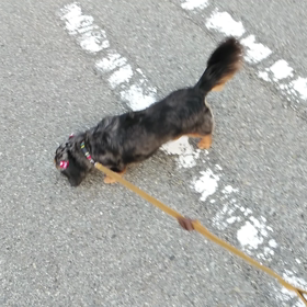 お泊まり　ココくん、ランちゃんの画像
