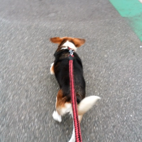 マリーちゃんの画像