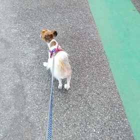 お泊まり　さすけくん、こうめちゃんの画像