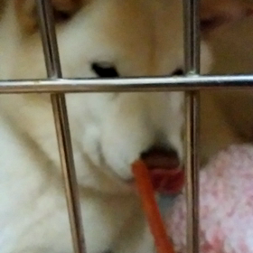 てんちゃん　おやつの画像