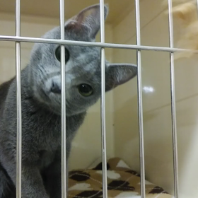 シアンちゃんの画像