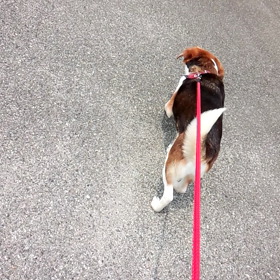 今日のマリーちゃんの画像