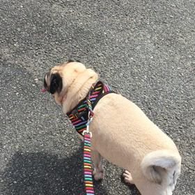 モモちゃんの画像