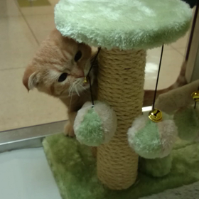 モンチビネコドウガ(^-^)/の画像