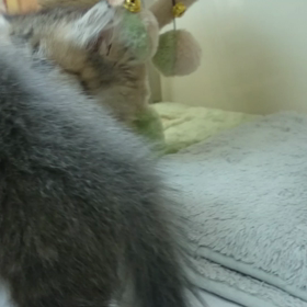 モンチビキャッツ動画の画像