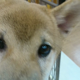 柴犬君(^^)の画像