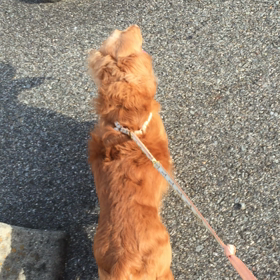 デールくんの画像