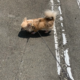 ラテちゃんココアちゃんの画像