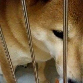 ろくちゃんおやつの画像