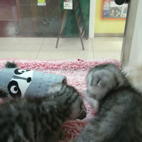ミヤケブランドcatの画像