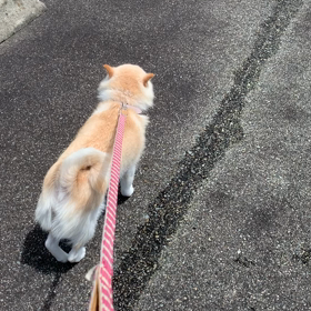 てんちゃんとお散歩♩の画像