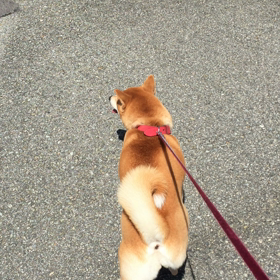 こはるちゃんの画像