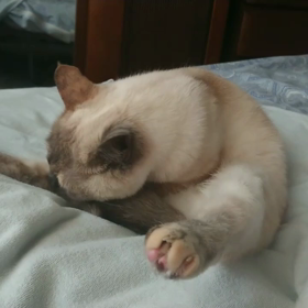 なっちゃんの画像