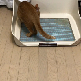 犬トイレを使う猫！！撮影に成功✨の画像