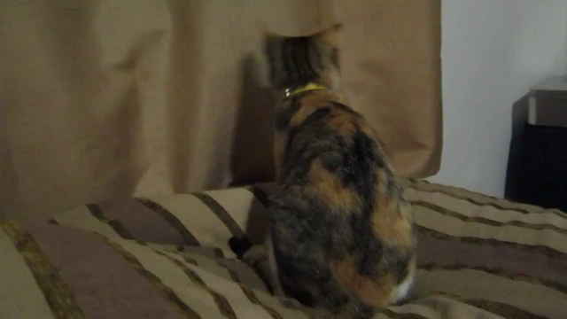ラリカ動画の記事動画