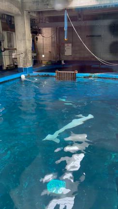 鳥羽水族館の記事動画