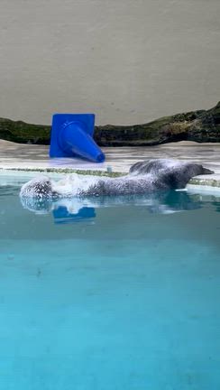 鳥羽水族館の記事動画