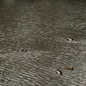 市川 じゅんさい公園 クルクルまわるカモの画像