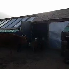 新しい朝が来たの画像