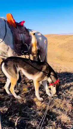 モンゴル全国的な吹雪襲来　タイガ犬の季節到来の記事動画