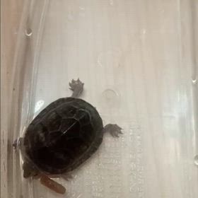 朝ごはん！の画像