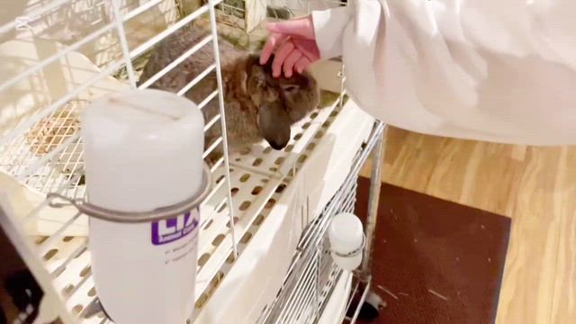 ⭐飼育講習の風景⭐の記事動画