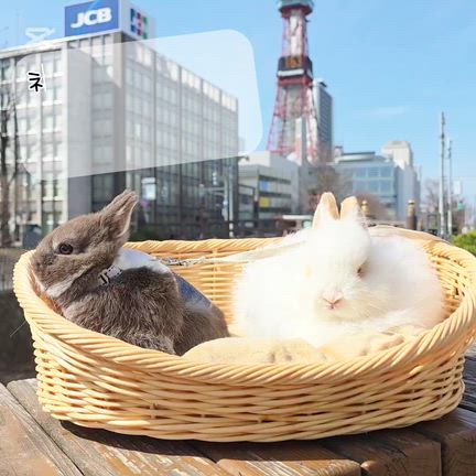 ⭐うさんぽ⭐の記事動画