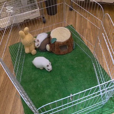 ⭐部屋んぽ⭐の記事動画