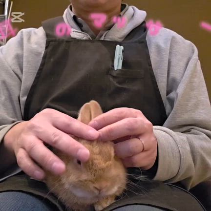 ⭐うさぎと低気圧⭐の記事動画