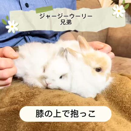 系列店の『ぷちら』でもイベント開催します！の記事動画