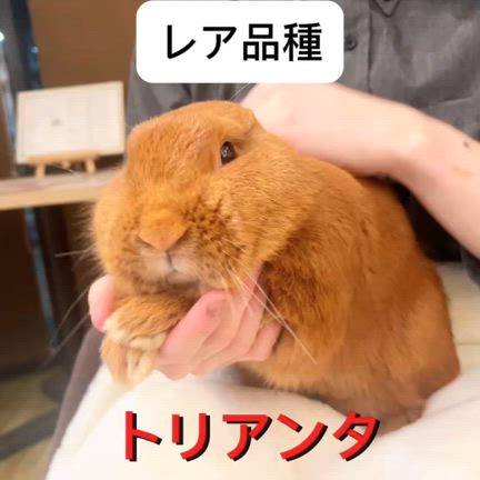 ジャージーウーリーが入店します‼︎の記事動画