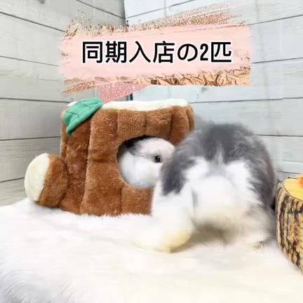 アーリーサマーセール21日までです‼︎の記事動画