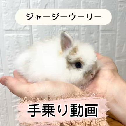 特別価格のウサギが20匹以上おります‼︎の記事動画