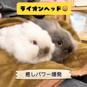 たくさんの可愛いウサギたちをご覧ください^_^の動画 | 札幌のうさぎ