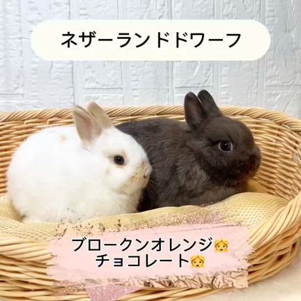 たくさんの可愛いウサギがおります^_^の記事動画