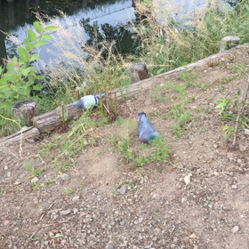 2019/06/05の画像